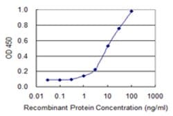HOXD4, Mouse anti-Human, Clone: 1H7, Abnova 100&mu;g; Unconjugated:Antibodies,