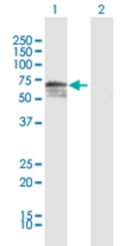 HRG, Rabbit anti-Human, Polyclonal Antibody, Abnova 100&mu;L; Unconjugated:Antibodies,