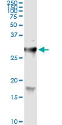 HYAL1, Mouse anti-Human, Clone: 2H7, Abnova 100&mu;g; Unconjugated:Antibodies,