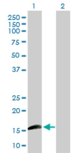 ID1, Mouse anti-Human, Polyclonal Antibody, Abnova 50&mu;g; Unconjugated:Antibodies,