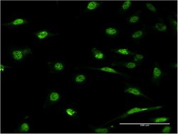 ID1, Mouse anti-Human, Clone: 3A9, Abnova 100&mu;g; Unconjugated:Antibodies,
