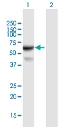 IFIT3, Mouse anti-Human, Polyclonal Antibody, Abnova 50&mu;g; Unconjugated:Antibodies,