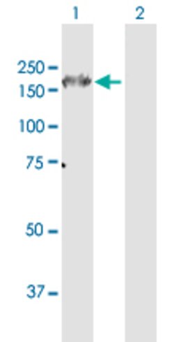 ITGA6, Rabbit anti-Human, Polyclonal Antibody, Abnova 100&mu;g; Unconjugated:Antibodies,