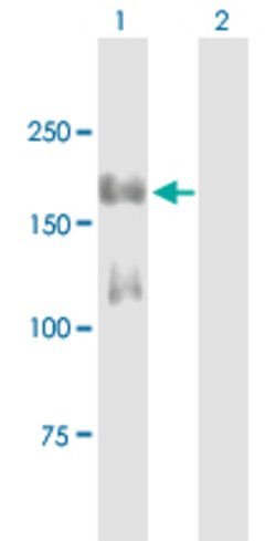 IRS1, Mouse anti-Human, Polyclonal Antibody, Abnova 50&mu;g; Unconjugated:Antibodies,