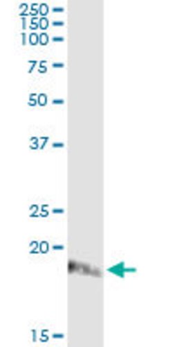 ISG20, Mouse anti-Human, Clone: S1, Abnova 100&mu;g; Unconjugated:Antibodies,