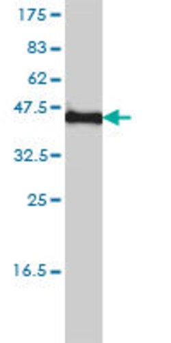 KCNF1, Mouse anti-Human, Clone: 1B2-7B6, Abnova 100 &mu;g | Buy Online | Abnova | Fisher Scientific