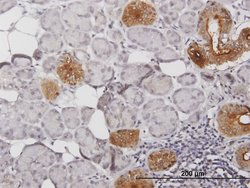 KLK1, Mouse anti-Human, Polyclonal Antibody, Abnova 50&mu;g; Unconjugated:Antibodies,