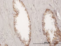 KRT19, Mouse anti-Human, Polyclonal Antibody, Abnova 50&mu;g; Unconjugated:Antibodies,