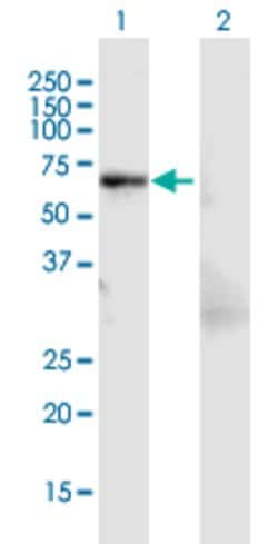 LCP1, Mouse anti-Human, Polyclonal Antibody, Abnova 50&mu;L; Unconjugated:Antibodies,