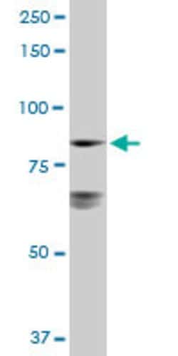 LETM1, Rabbit anti-Human, Polyclonal Antibody, Abnova 100&mu;g; Unconjugated:Antibodies,