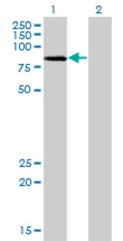 LIMK2, Mouse anti-Human, Clone: 2H2-E11, Abnova 100&mu;g; Unconjugated:Antibodies,