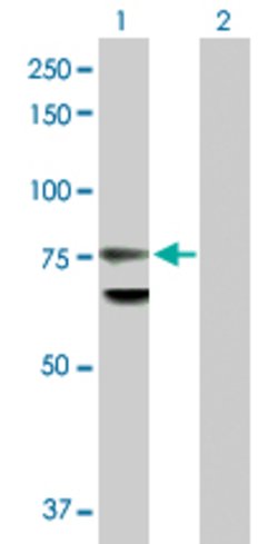 LMNB1, Rabbit anti-Human, Polyclonal Antibody, Abnova 100&mu;g; Unconjugated:Antibodies,