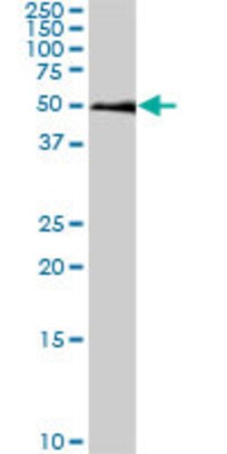 SMAD1, Mouse anti-Human, Clone: 2E9, Abnova 100&mu;g; Unconjugated:Antibodies,