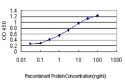 MAF, Mouse anti-Human, Clone: 6B6, Abnova 50&mu;g; Unconjugated:Antibodies,