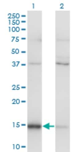 MAGOH, Mouse anti-Human, Clone: 6E11, Abnova 100&mu;g; Unconjugated:Antibodies,