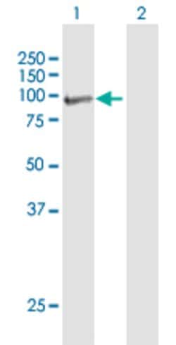 MCAM, Mouse anti-Human, Polyclonal Antibody, Abnova 50&mu;g; Unconjugated:Antibodies,