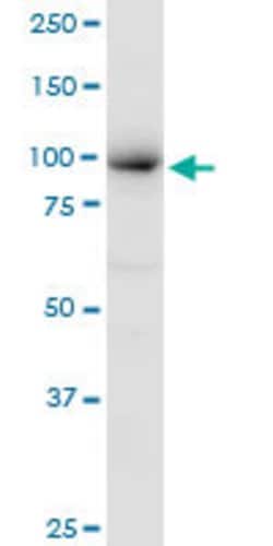 MCM4, Mouse anti-Human, Polyclonal Antibody, Abnova 50&mu;g; Unconjugated:Antibodies,