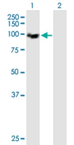 MCM4, Mouse anti-Human, Polyclonal Antibody, Abnova 50&mu;g; Unconjugated:Antibodies,