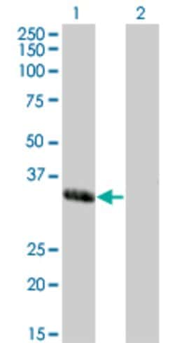 MEOX1, Mouse anti-Human, Clone: 2E12, Abnova 100&mu;g; Unconjugated:Antibodies,