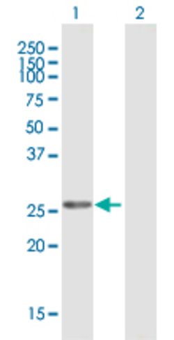 MFAP2, Mouse anti-Human, Polyclonal Antibody, Abnova 50&mu;g; Unconjugated:Antibodies,