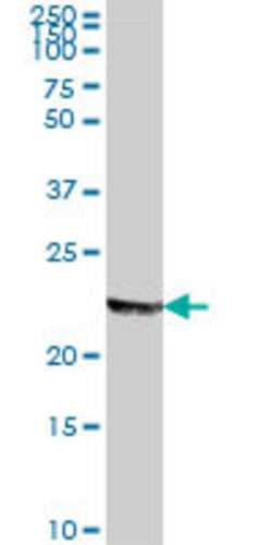 MFAP2, Mouse anti-Human, Polyclonal Antibody, Abnova 50&mu;g; Unconjugated:Antibodies,