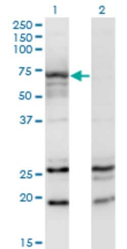 MGAT3, Mouse anti-Human, Clone: 2G4, Abnova 100&mu;g; Unconjugated:Antibodies,