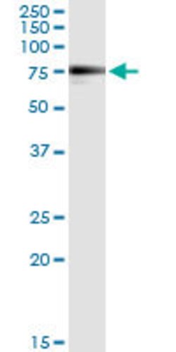 MGAT3, Mouse anti-Human, Clone: 2G4, Abnova 100&mu;g; Unconjugated:Antibodies,