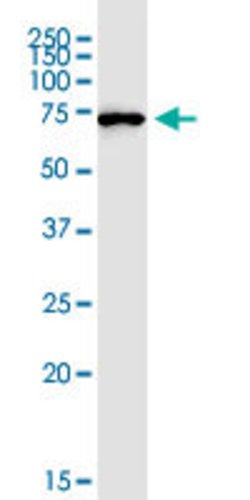 MIPEP, Mouse anti-Human, Clone: 4G11, Abnova 100&mu;g; Unconjugated:Anticuerpos