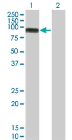 MAP3K11, Mouse anti-Human, Clone: 3D11, Abnova 100&mu;g; Unconjugated:Antibodies,