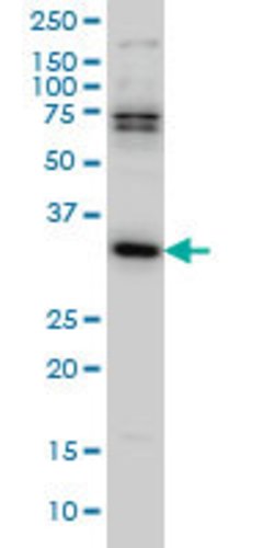 MPG, Mouse anti-Human, Clone: 4B12, Abnova 100&mu;g; Unconjugated:Antibodies,