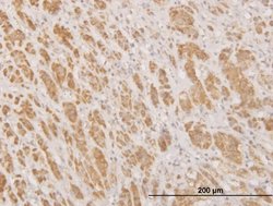 MPG, Mouse anti-Human, Clone: 1G6, Abnova 100&mu;g; Unconjugated:Antibodies,