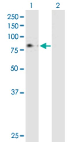 MPL, Mouse anti-Human, Polyclonal Antibody, Abnova 50&mu;g; Unconjugated:Antibodies,