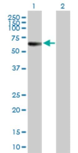 MPP1, Mouse anti-Human, Polyclonal Antibody, Abnova 50&mu;g; Unconjugated:Antibodies,