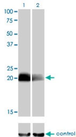 CITED1, Mouse anti-Human, Clone: 6G8, Abnova 100&mu;g; Unconjugated:Antibodies,