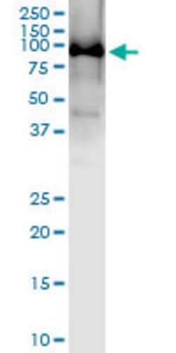 MYB, Rabbit anti-Human, Polyclonal Antibody, Abnova 100&mu;L; Unconjugated:Antibodies,
