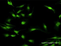 MYD88, Rabbit anti-Human, Polyclonal Antibody, Abnova 100&mu;L; Unconjugated:Antibodies,