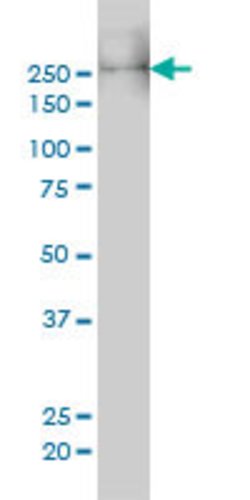 MYH9, Mouse anti-Human, Clone: 3C7, Abnova 50&mu;g; Unconjugated:Antibodies,