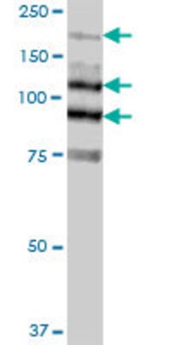 MYLK, Mouse anti-Human, Polyclonal Antibody, Abnova 50&mu;g; Unconjugated:Antibodies,
