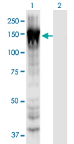 MYO1E, Mouse anti-Human, Clone: 7A5, Abnova 100&mu;g; Unconjugated:Antibodies,