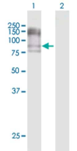 NCAM1, Rabbit anti-Human, Polyclonal Antibody, Abnova 100&mu;L; Unconjugated:Antibodies,