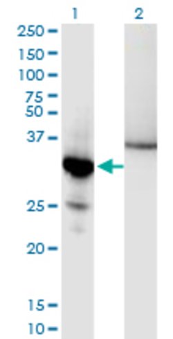 NFKBIA, Mouse anti-Human, Clone: 3H4, Abnova 100&mu;g; Unconjugated:Antibodies,