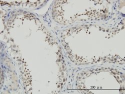 NFYC, Mouse anti-Human, Clone: 1D3, Abnova 50&mu;g; Unconjugated:Antibodies,