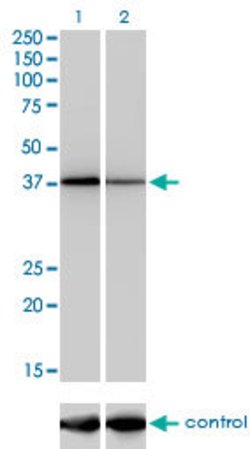 NFYC, Mouse anti-Human, Clone: 1D3, Abnova 50&mu;g; Unconjugated:Antibodies,