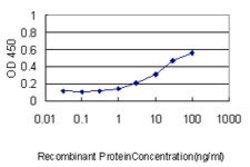 YBX1, Mouse anti-Human, Clone: 4F12, Abnova 100&mu;g; Unconjugated:Antibodies,