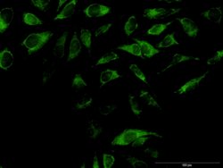 OXA1L, Mouse anti-Human, Polyclonal Antibody, Abnova 50&mu;g; Unconjugated:Antibodies,