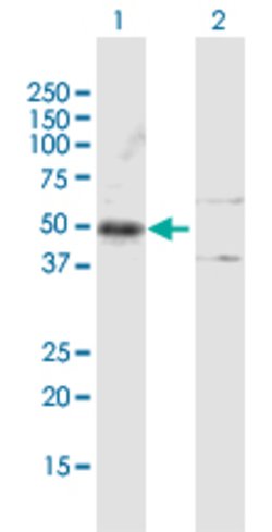 PAX6, Mouse anti-Human, Polyclonal Antibody, Abnova 50&mu;L; Unconjugated:Antibodies,