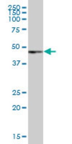PAX6, Mouse anti-Human, Polyclonal Antibody, Abnova 50&mu;L; Unconjugated:Antibodies,