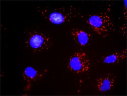 PDGFRB, Mouse anti-Human, Clone: 4C12, Abnova 100&mu;g; Unconjugated:Antibodies,