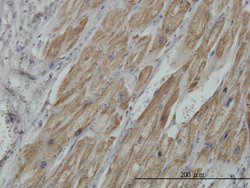 PDHB, Mouse anti-Human, Clone: 2B2, Abnova 100&mu;g; Unconjugated:Antibodies,