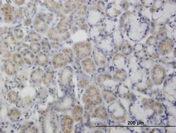 PDK2, Mouse anti-Human, Clone: 2G1, Abnova 100&mu;g; Unconjugated:Antibodies,
